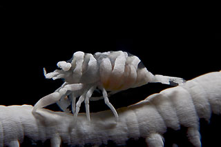 Whip Coral Shrimp