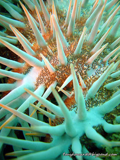 Crown of Thorns macro