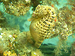 Manly Seahorse
