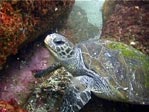 Green Turtle, Chelonia mydas. Julian Rocks, Byron Bay