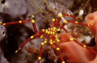 Sea Spider