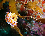 Clown Nudibranch