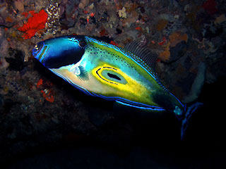 Horseshoe Leatherjacket