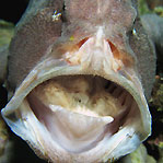 Frogfish