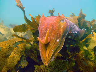 Giant Cuttlefish