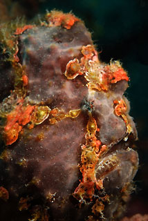 Giant Anglerfish