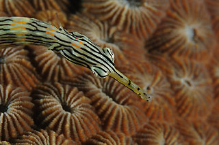 Pipefish