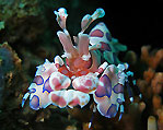 Harlequin Shrimp