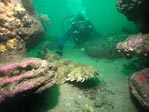 Wobbegong Shark in the wild