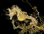 Short-headed Seahorse