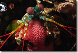 A Mantis Shrimp with its eggs, Lembeh Strait, Sulawesi, Indonesia