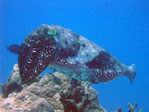 Cuttlefish