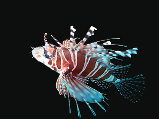 Lionfish