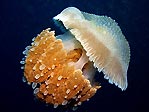 Timor Jellyfish