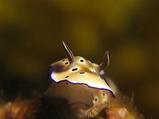 Nudibranch Displaying