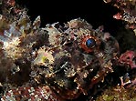 Baby Scorpionfish