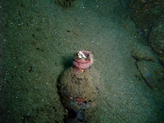 Blenny in a bottle