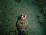 Blenny in a bottle