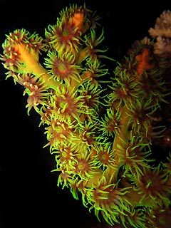 Feeding Coral