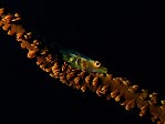 Goby on Whip Coral