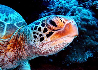 Sipadan Turtle