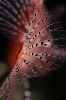 The Other Beauty of a Lionfish