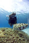 Diver and Cuttlefish