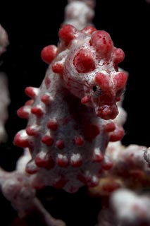 Pygmy Seahorse