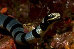 Sea Cobra No III
