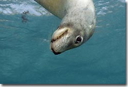 Australian Sea Lions - what a buzz!Hopkins Island,South Australia