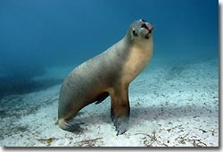 Australian Sea Lions - what a buzz!Hopkins Island,South Australia