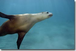 Australian Sea Lions - what a buzz!Hopkins Island,South Australia