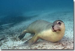 Australian Sea Lions - what a buzz!Hopkins Island,South Australia