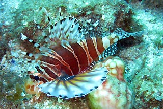 Juvenile Lionfish