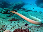 Lighthouse Sea Snake