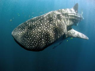 Whaleshark