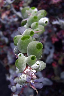 Ascidians