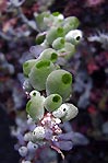 Ascidians