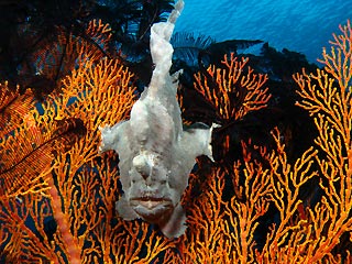 Gorgonian Guardian