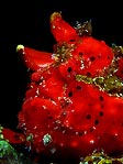 Flaming Red Frogfish