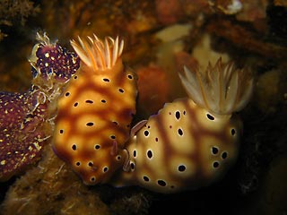 Nudi cuddles