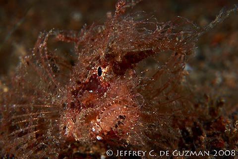 Ambon Scorpionfish