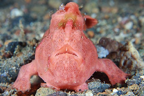 Juvenile Frogfish