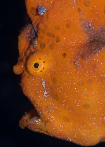 Frogfish Gulp