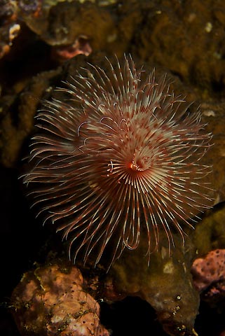 Feather Duster Worm