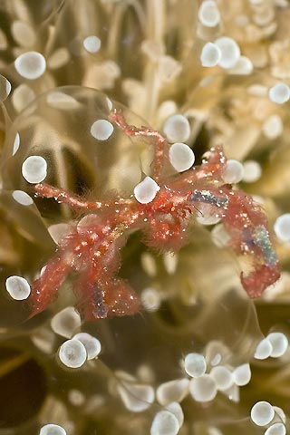 Orangutan Crab