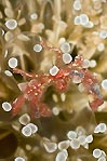 Orangutan Crab