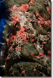 Frogfish, Anilao, Philippines