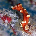 Pygmy Seahorse watching