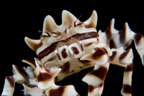 Zebra Crab